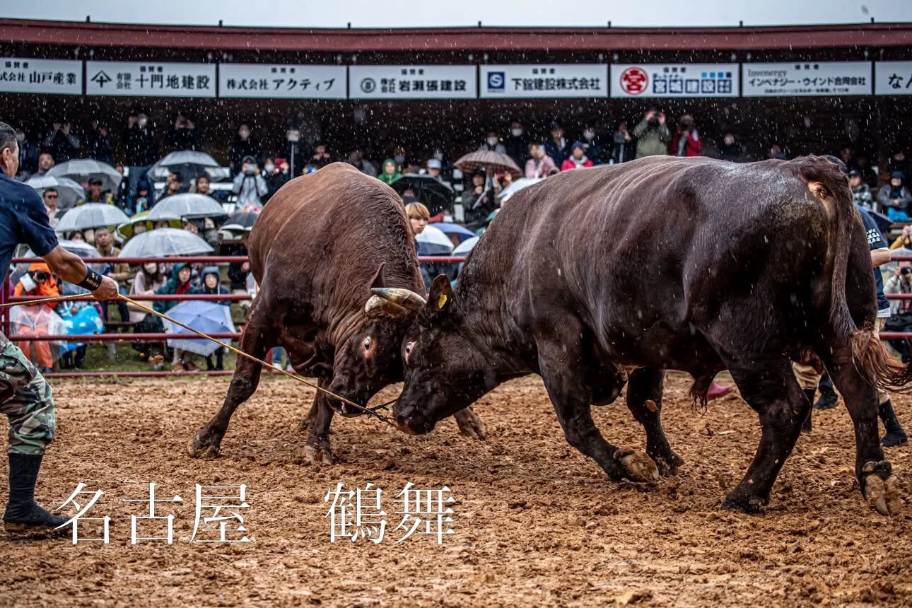 岩手県久慈市　短角和牛の闘牛サーロイン　40日ドライエイジン